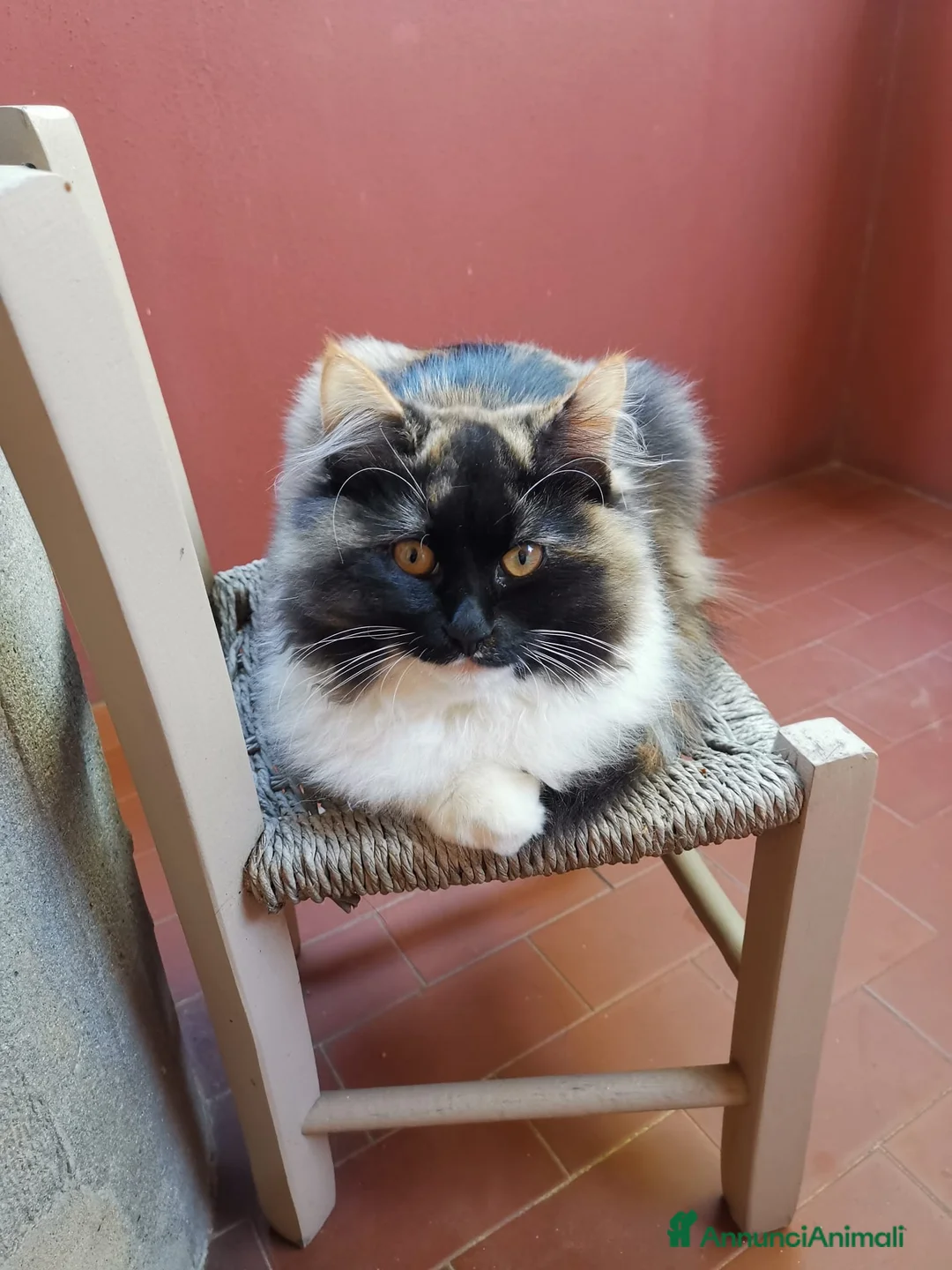 Immagine della galleria {{count}}