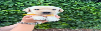 Labrador 1