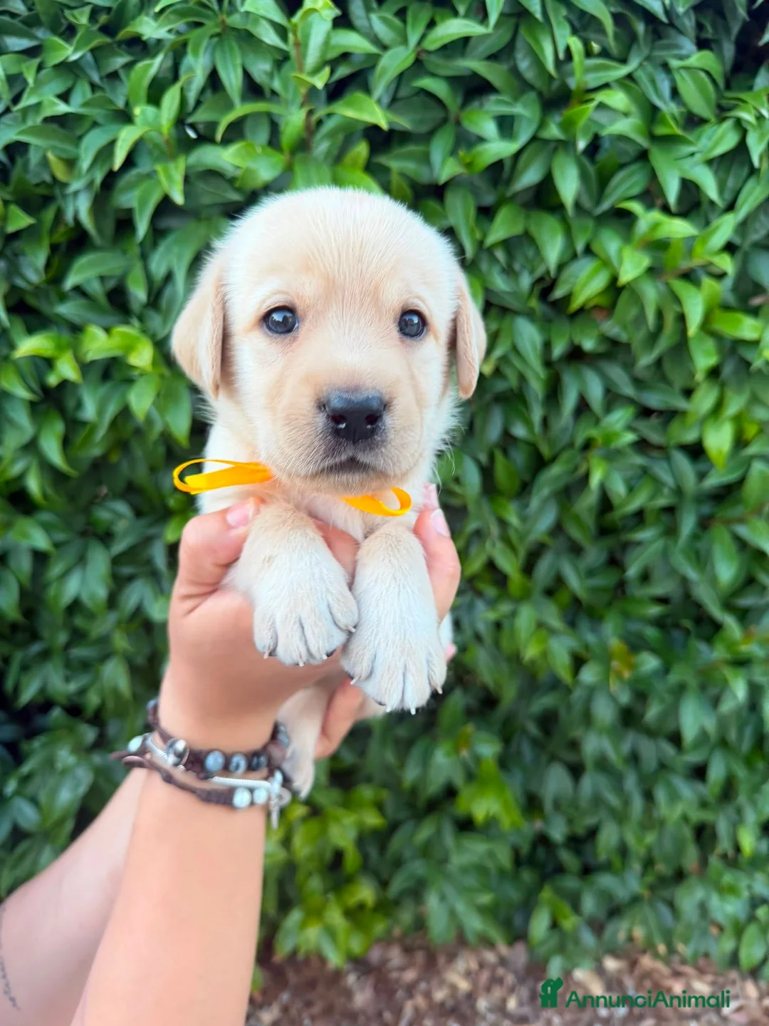 Labrador cani in vendita: Cuccioli Labrador Retriever  a Ente di decentramento regionale di Udine - Annuncio 1