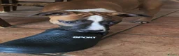 American Staffordshire cani in vendita: Cucciolo Amstaff  - Annuncio 14