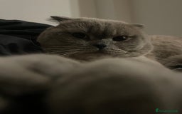 Scottish gatti per accoppiamento: Gatto Scottish fold  - Immagine 1