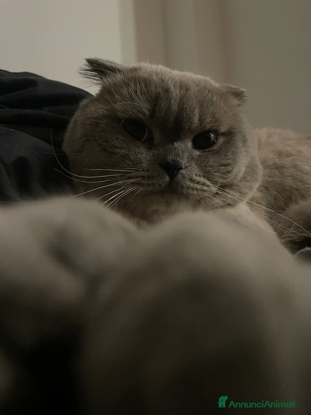 Scottish gatti per accoppiamento: Gatto Scottish fold  - Annuncio 1