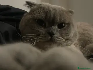Scottish gatti Gatto Scottish fold - Annuncio 2