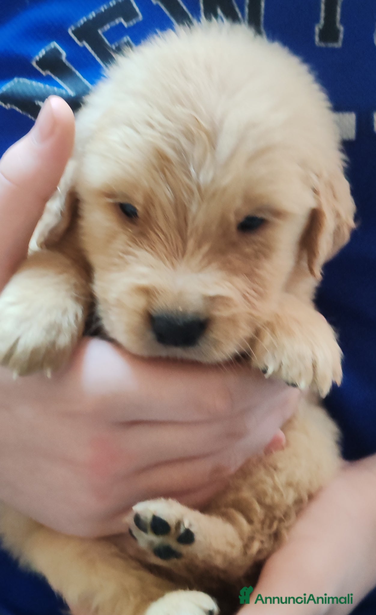 Golden Retriever cani Cuccioli golden retriver  - Annuncio 3