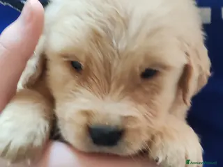 Golden Retriever cani Cuccioli golden retriver - Annuncio 3