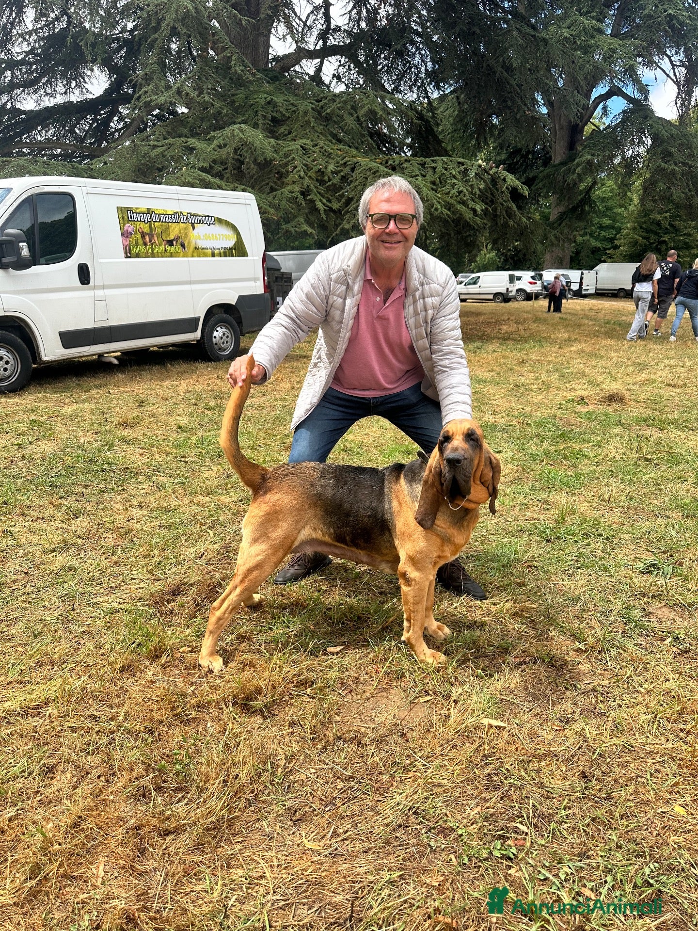 Bloodhound cani Bloodhound cuccioli da genealogia di Campioni - Annuncio 1