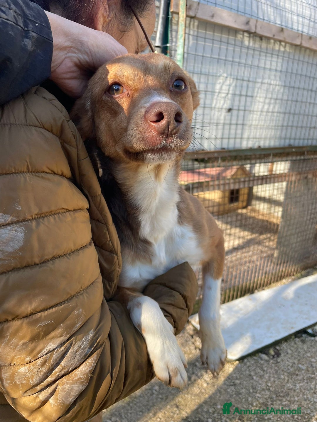 Meticcio cani in regalo: IL PICCOLO CANG - Annuncio 1