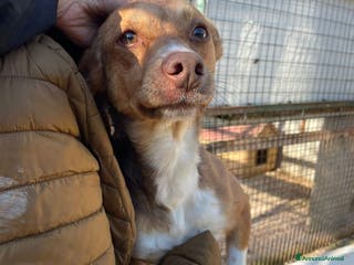 Meticcio cani IL PICCOLO CANG - Annuncio 40