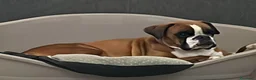Boxer cani in vendita: 5 maschi fulvi - Annuncio 12