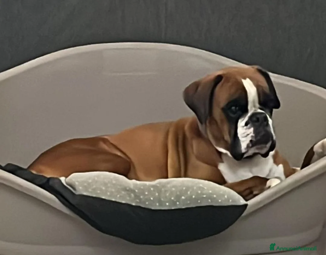 Boxer cani in vendita: 5 maschi fulvi - Annuncio 12