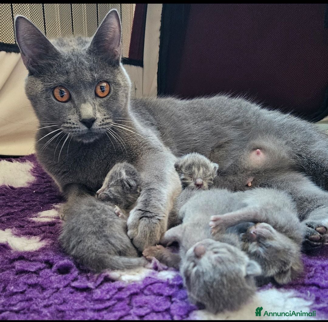 Certosino gatti cuccioli di razza certosino  - Annuncio 1