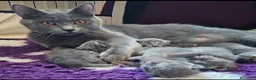 Certosino gatti in vendita: cuccioli di razza certosino  - Annuncio 1