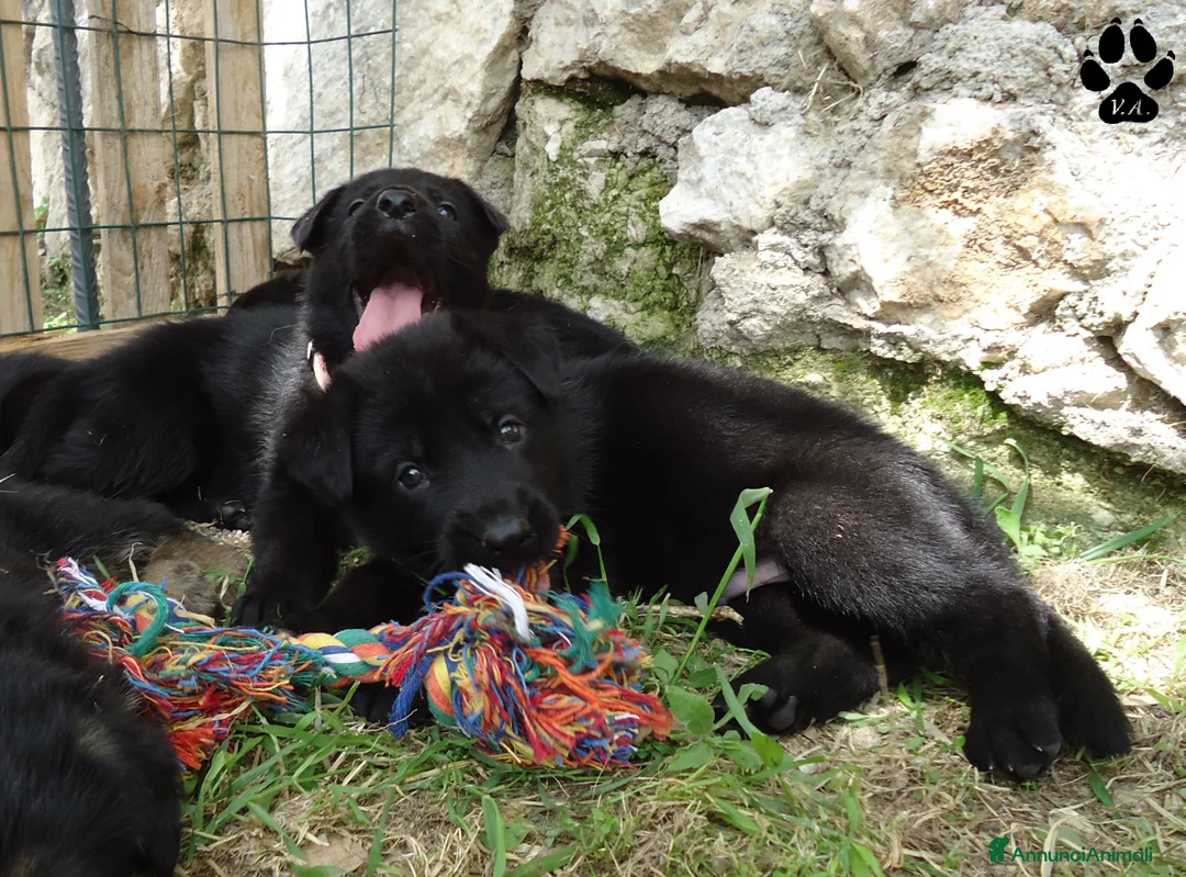 Pastore Tedesco cani in vendita: Pastore tedesco nero cuccioli importanti - Annuncio 1