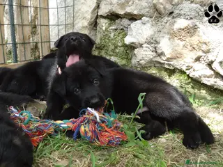 Pastore Tedesco cani in vendita: Pastore tedesco nero cuccioli importanti - Annuncio 1