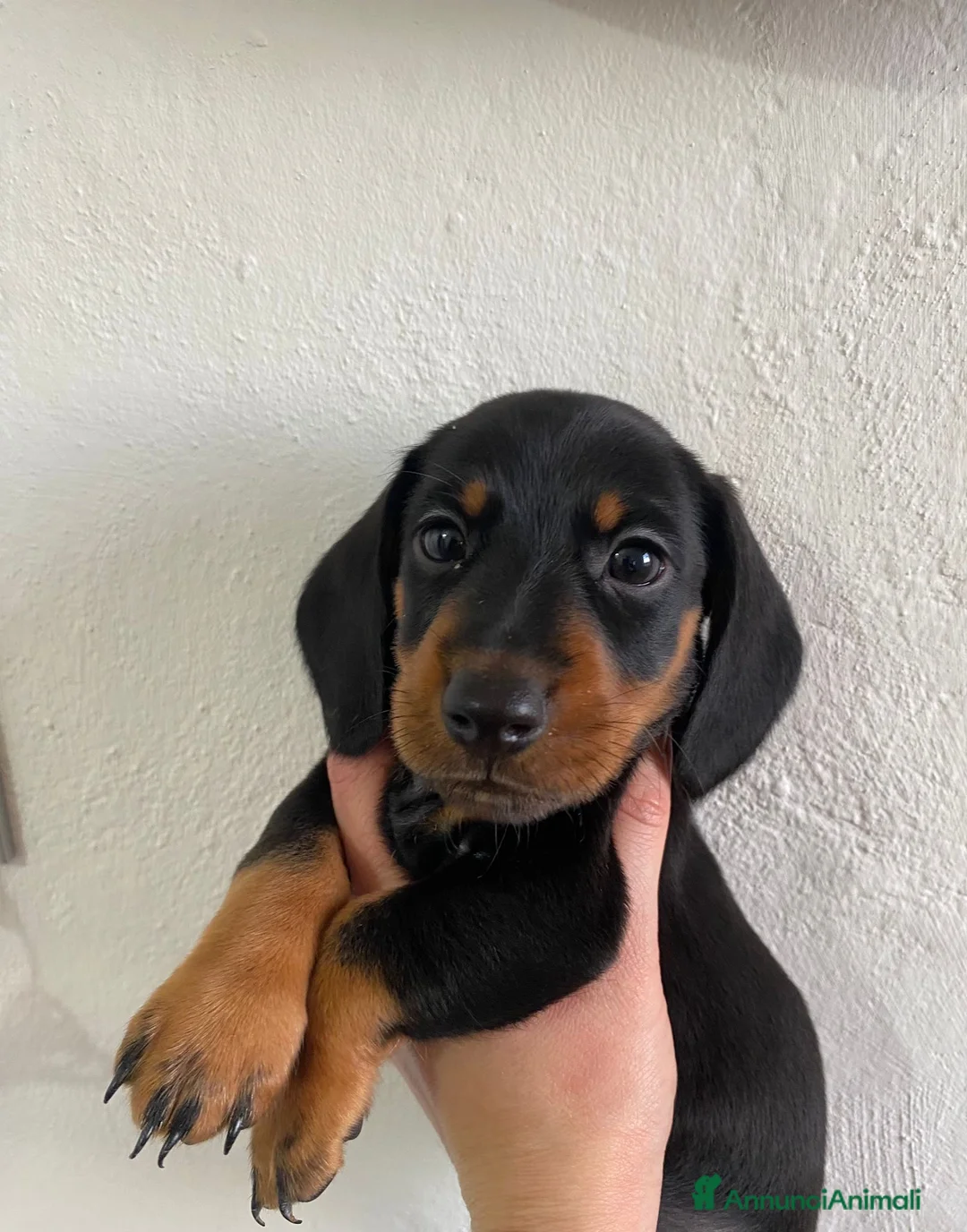 Bassotto cani in vendita: Bassotto nano tedesco a Città Metropolitana di Genova - Annuncio 5