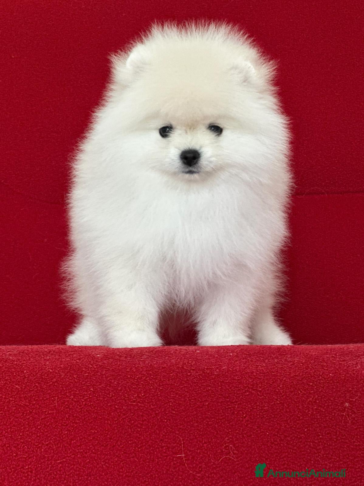 Volpino Pomerania cani Femmine di Pomerania - Annuncio 2