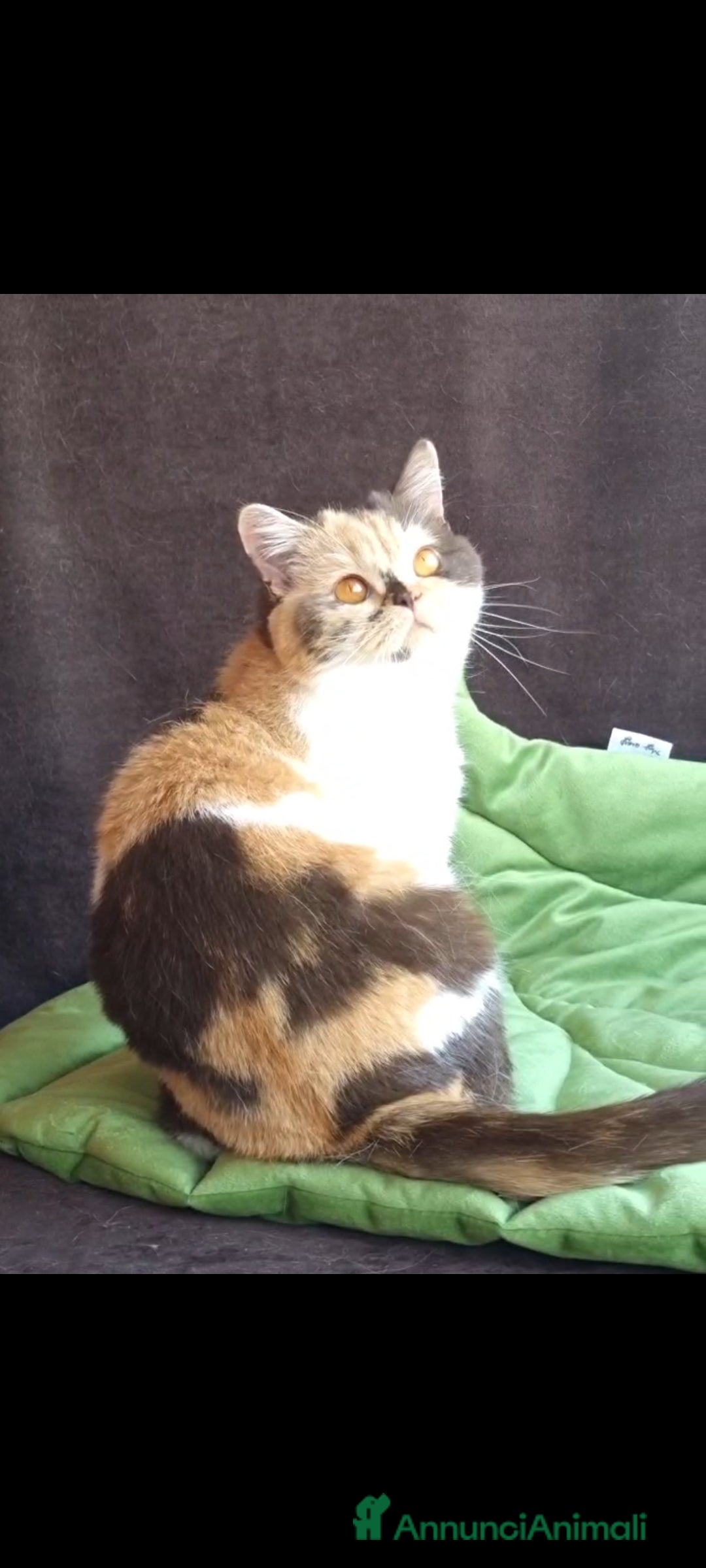 British gatti British shorthair con pedigree  - Annuncio 4