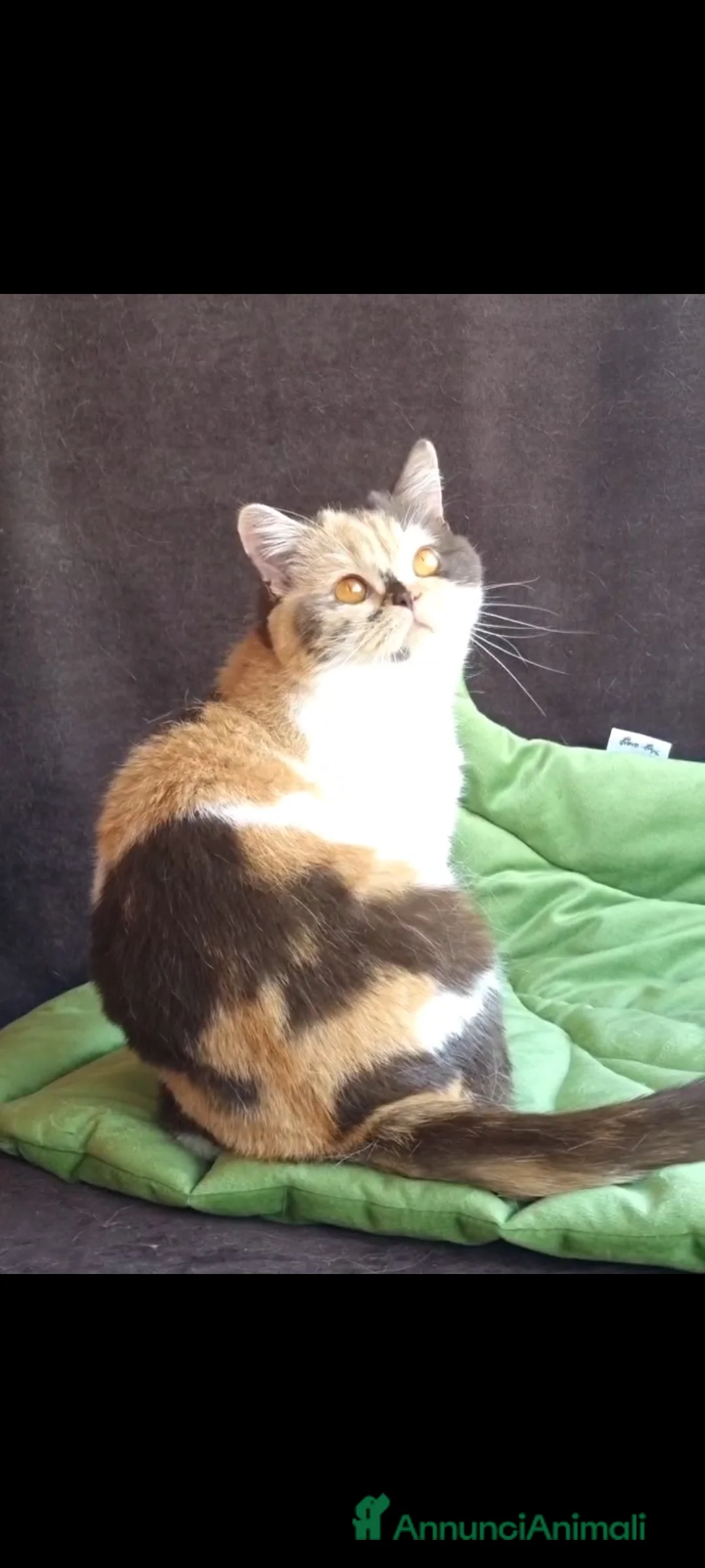 British gatti in vendita: British shorthair con pedigree  - Annuncio 1