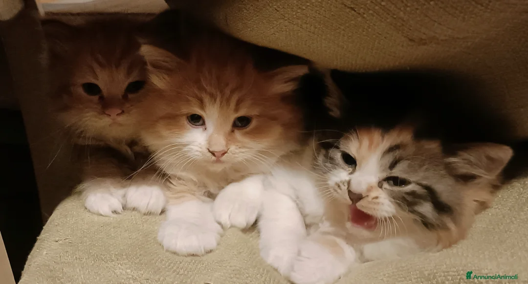 Siberiano gatti in vendita: Gattini siberiani  - Annuncio 6