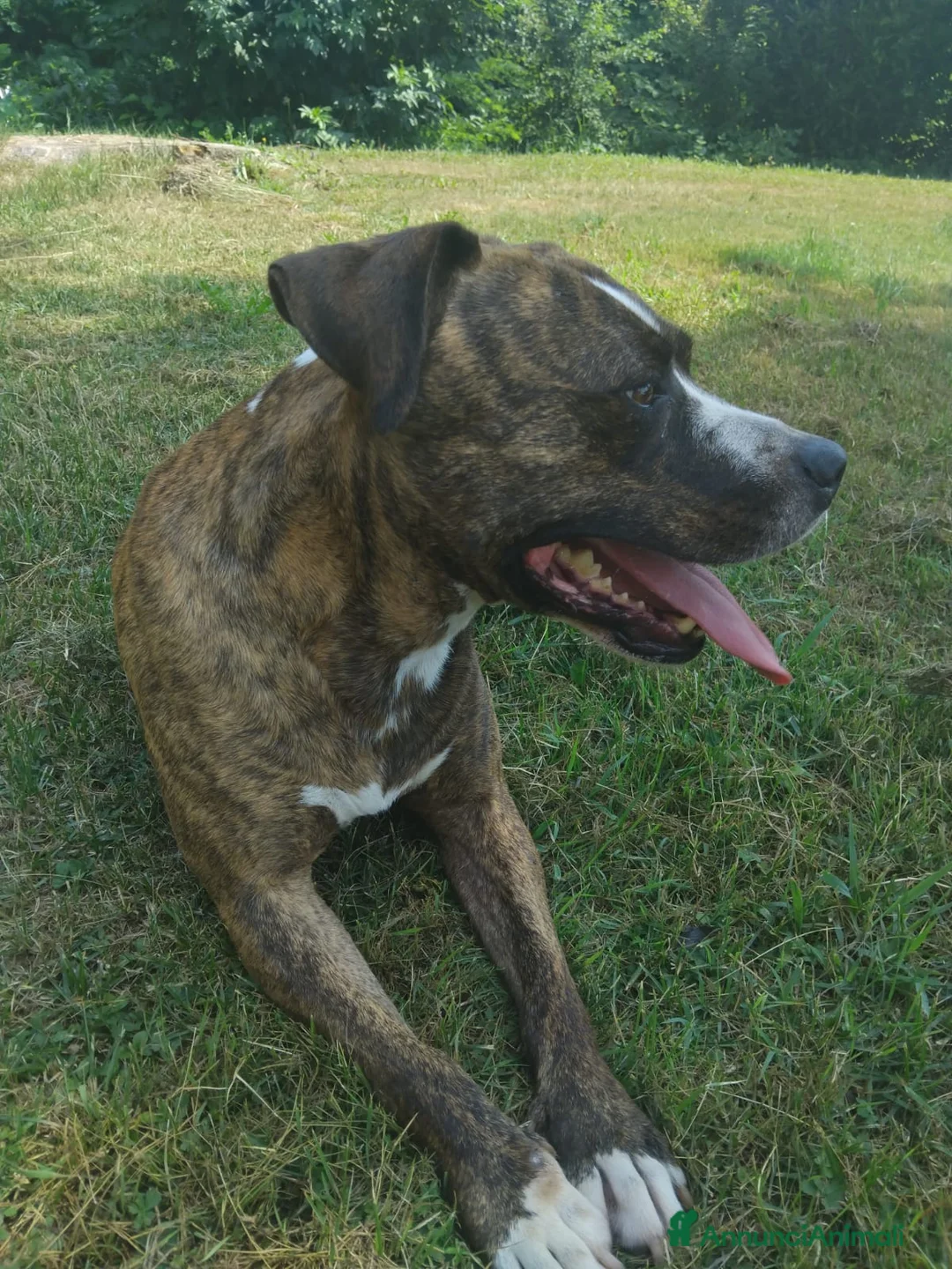 Pitbull cani in regalo: Kira cerca casa a Provincia di Varese - Annuncio 1