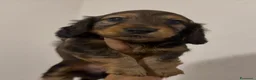 Bassotto cani in vendita: Bassotto a pelo lungo  - Annuncio 10