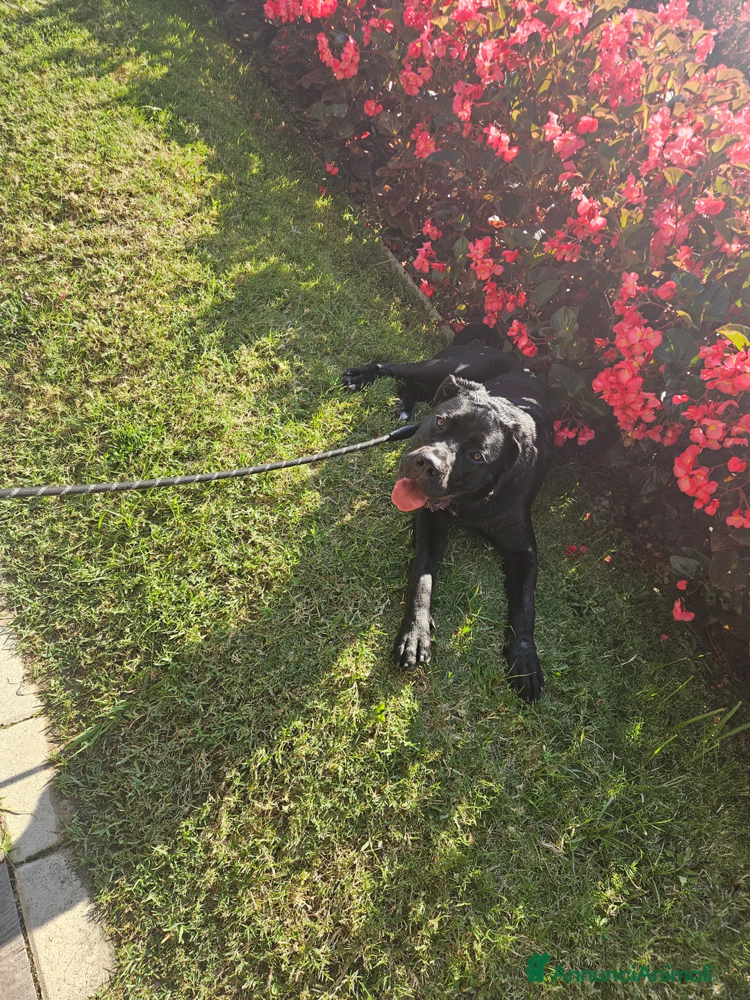 Cane Corso cani in vendita: Cucciola cane corso con pedigree  a Provincia di Modena - Annuncio 2