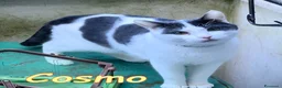 Europeo gatti in regalo: Cosmo, il micetto più  dolce del mondo - Annuncio 1