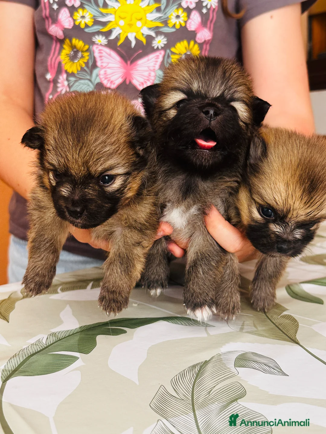 Volpino Pomerania cani in vendita: Volpino di Pomerania  - Annuncio 12