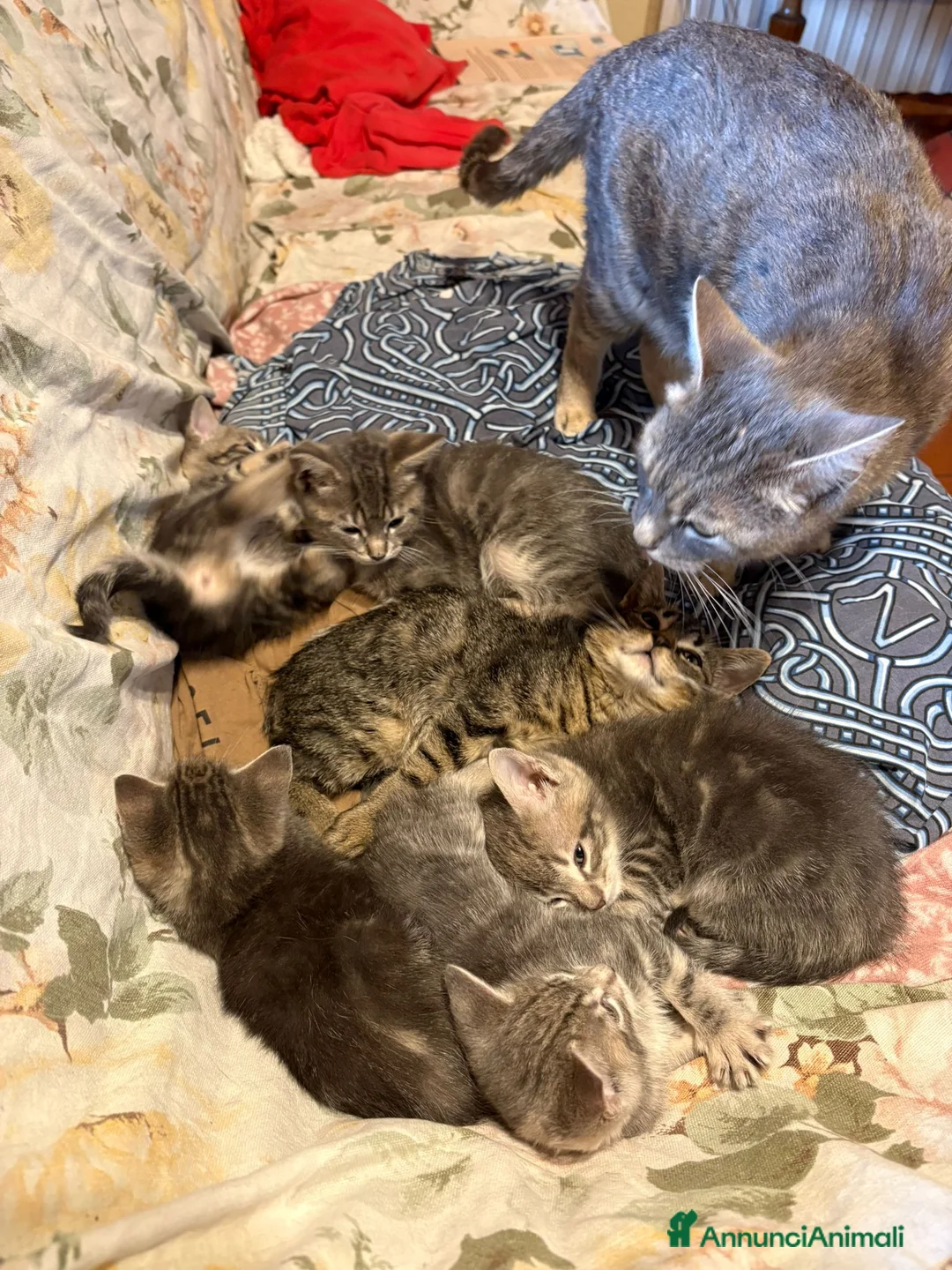 Meticcio gatti in regalo: Sei dolcissimi gattini cercano casa. - Annuncio 2