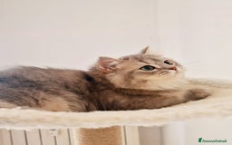 Scottish gatti in vendita: Scottish Fold  a Provincia di Pavia - Immagine 5