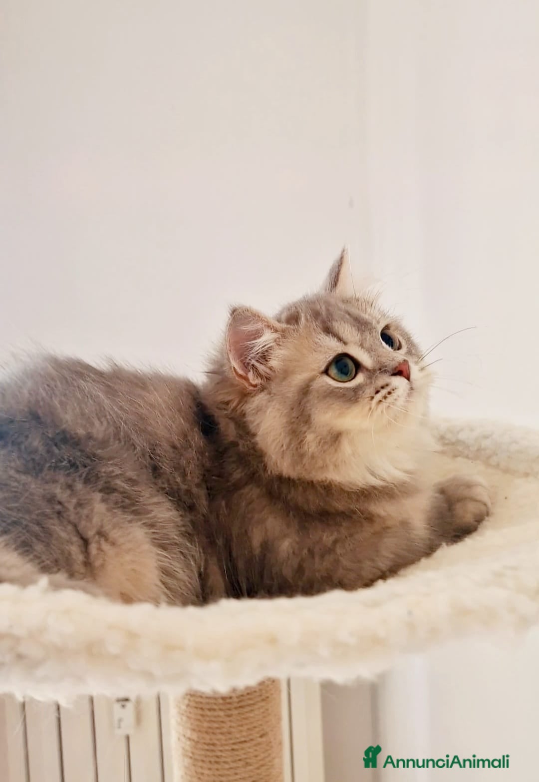 Scottish gatti in vendita: Scottish Fold  a Provincia di Pavia - Immagine 5