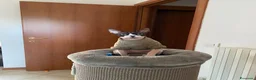 Sphynx gatti in vendita: Sphynx bicolore  a Provincia di Verona - Annuncio 2