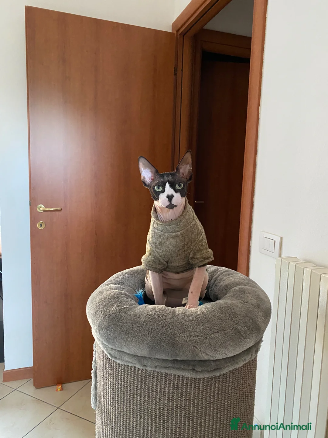 Sphynx gatti in vendita: Sphynx bicolore  a Provincia di Verona - Annuncio 2