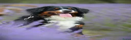 Bovaro del Bernese cani in vendita: Cucciola bovaro del bernese  - Annuncio 9