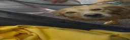 Meticcio cani in regalo: Cecilia bellissima cagnolona a pelo lungo  - Annuncio 5