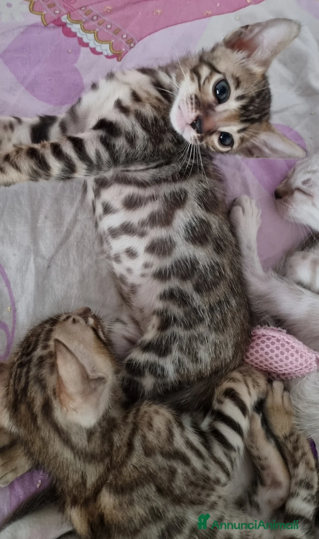 Bengala gatti in vendita: Gattina Bengala con Pedigree  - Annuncio 14