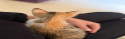 Europeo gatti in regalo: Amira minuscola micina tricolore - Annuncio 4