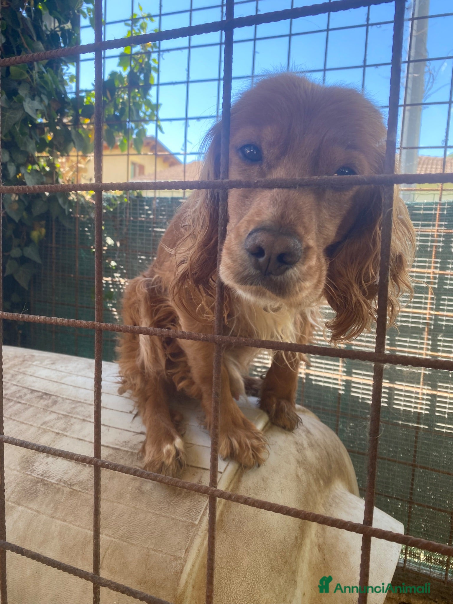 Breton cani Regalo - Annuncio 8