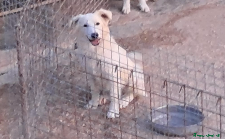 Bearded Collie cani BRANDON nato a febbraio 2025 - Annuncio 1