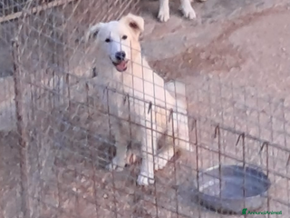 Bearded Collie cani BRANDON nato a febbraio 2025 - Annuncio 14