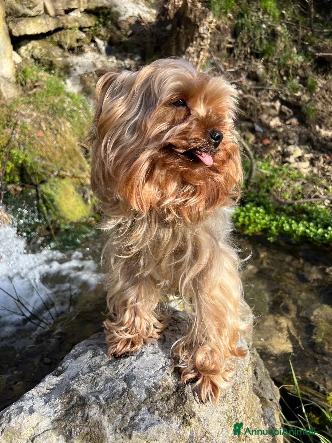 Yorkshire cani per accoppiamento: Cagnolino maschio  a Provincia di Bergamo - Annuncio 3