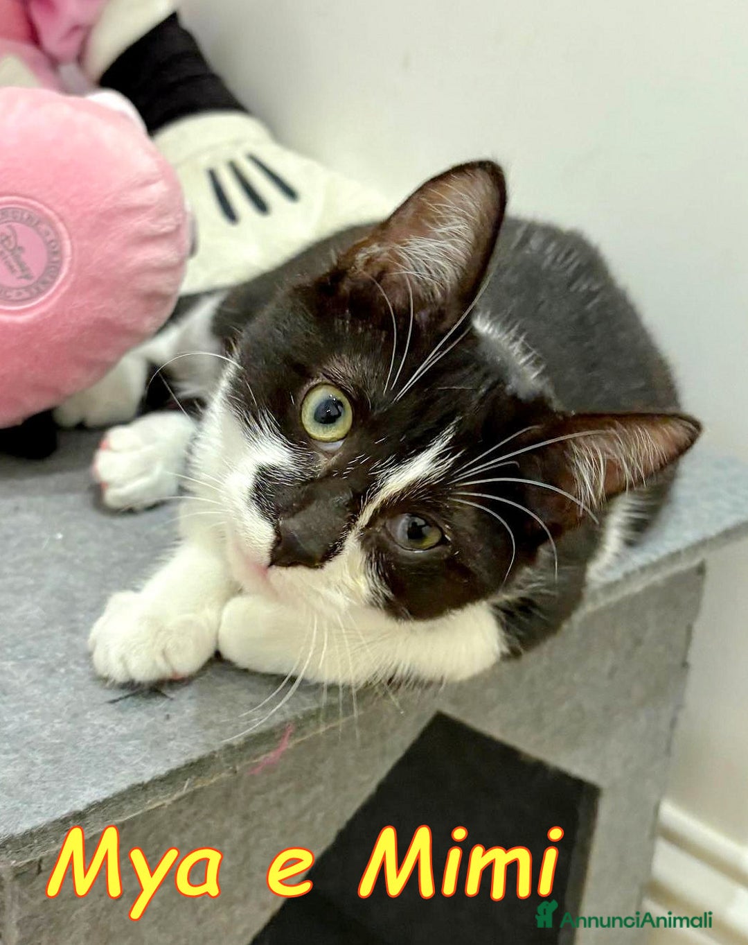 Europeo gatti in regalo: MIMI E MYA - Annuncio 7