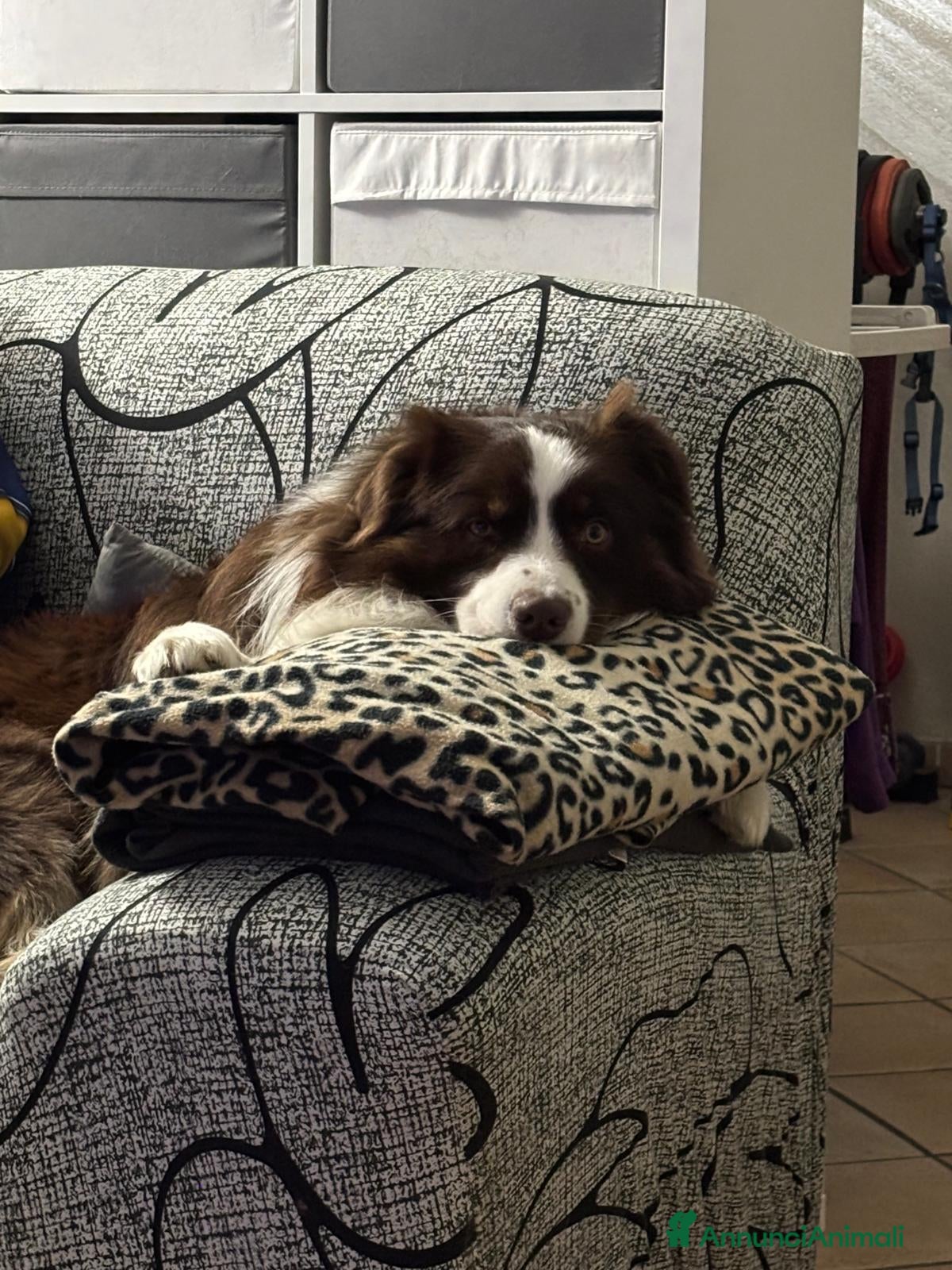 Australian Shepherd cani Maschio Pastore Australiano - Annuncio 39