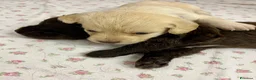 Meticcio cani in vendita: CUCCIOLI CERCANO FAMIGLIA - Annuncio 17
