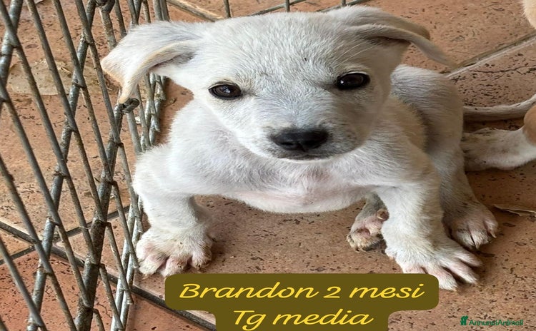 Meticcio cani - Annuncio 16