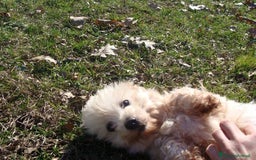 Yorkshire cani in vendita: Morkie (Maltese-Yorkshire)  a Città Metropolitana di Torino - Immagine 5