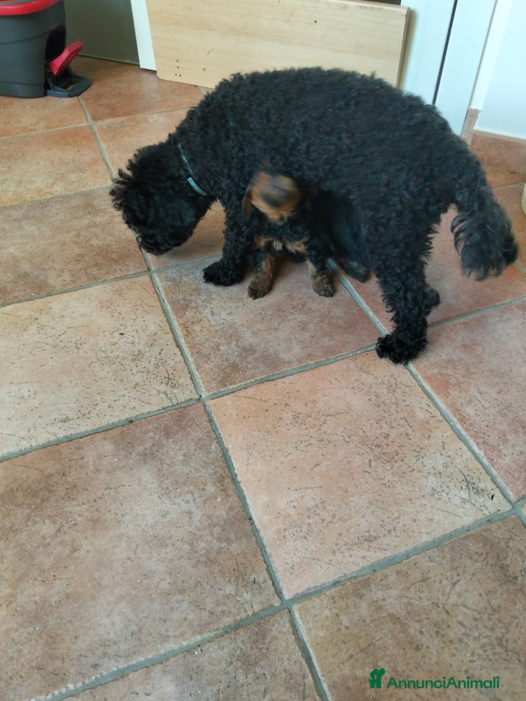 Barboncino Toy cani in vendita: Barboncino Toy Phantom  - Annuncio 14