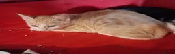 Europeo gatti in regalo: Cuccioli di gatto  - Annuncio 5