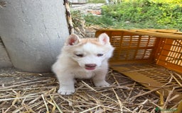 Husky cani in vendita: Husky Siberian  a Provincia di Cosenza - Immagine 5