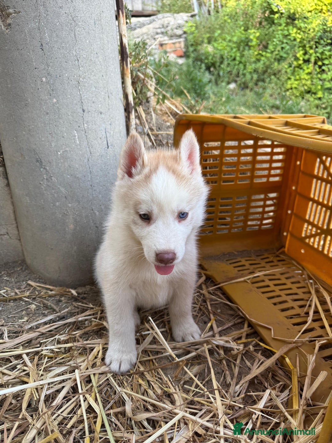 Husky cani in vendita: Husky Siberian  a Provincia di Cosenza - Immagine 5